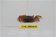 藏品(萬歲大眼蟹)的圖片